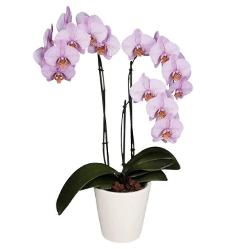 Орхидея в горшке №3